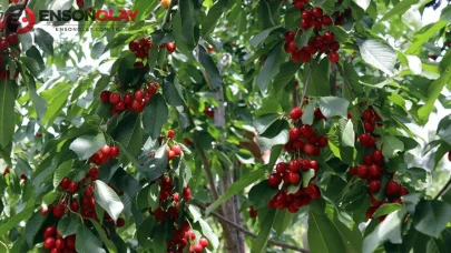 Kastamonu'da kiraz yedikten sonra rahatsızlanan çiftten acı haber