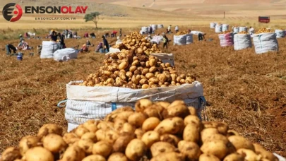 Patates fiyatları neden tırmanıyor? Sandıklı'da hasat sezonu başladı!