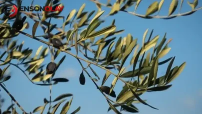 Atatürk'ün Zeytin Mirası: Sağlıklı Bir Gelecek İçin İyi Tarımın Önemi, Aristoteles'ten Ders Alınması Gerektiği Ortaya Konuldu