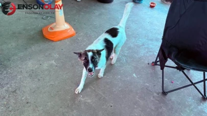 Akıllara durgunluk veren olay! Evcil köpek eve el bombası getirdi