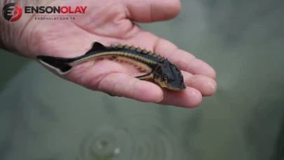 Hem eti hem havyarı çok değerli : 30 bin tanesi Yeşilırmak Nehri'ne bırakıldı
