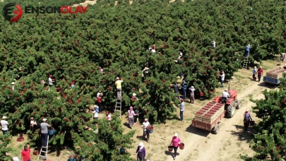 Tarihin En Büyük Kiraz Hasadı: Fiyatlar Niçin Düşmeye Devam Ediyor?