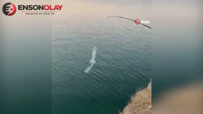 Malatya'da balık tutmak isterken oltalarına martı takıldı