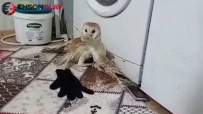 Adıyaman’da bitkin halde bulunan peçeli baykuş koruma altına alındı
