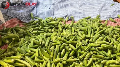 Afyonkarahisar'da Bamya Fiyatları Üreticileri Zorluyor! Kilosu 150 TL'ye Ulaştı