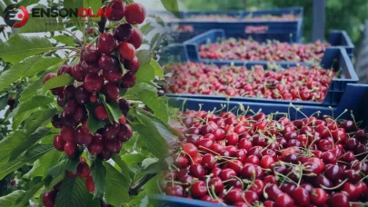 Kiraz ve vişne ihracatında rekor artış! Batı Akdeniz'den 40,6 milyon dolarlık gelir