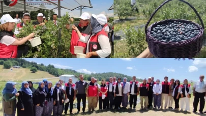 Bursa'da organik maviyemiş üretimi artış gösteriyor