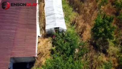 Tekirdağ'da gerçekleşen operasyonda 109 kök hint keneviri bulundu.