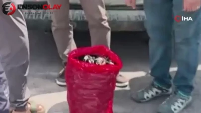 Yalova'da 3 bin kilogram kaçak midye ele geçirildi