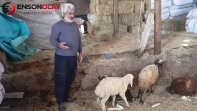 Erzurum'da kurt saldırısında 14 koyun telef oldu, 30 hayvan ise kayboldu