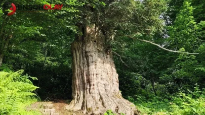 Karadeniz'in anıt porsuk ağaçları neden tehlike altında?