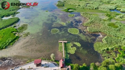 Efteni Gölü, 150 farklı kuş türüne ev sahipliği yapıyor! Doğal yaşam alanı, ziyaretçilere yeşil bir manzara sunuyor