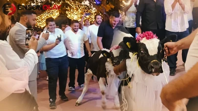 Damat hayvancı olunca arkadaşları affetmedi! Genç çiftin en mutlu gününe damga vuran 'canlı' sürpriz
