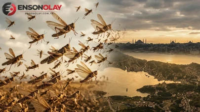 Dev çekirgeler neden sürü halinde saldırganlaşıyor? Uzmanı açıkladı: Yağmur en büyük engel