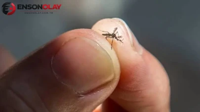 Sivrisineklerin sonu mu geliyor? Havada avlayan mikro dron geliştirildi
