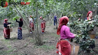 Giresun'da fındık işçisinin yevmiye ücreti belli oldu