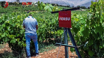 Toroslar'da 25 yıllık "üzüm avı": 17 yerel çeşit literatüre kazandırıldı