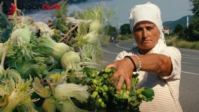 Fındık hasadı için start verildi: Tezgahlarda taze fındıklar yerini aldı