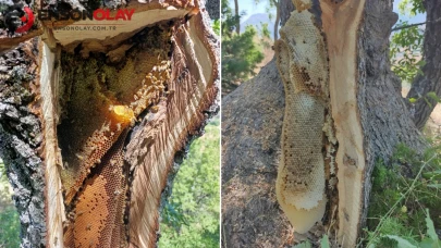 Dağda gezerken arıları takip etti: Ağacın kovuğunda gördüğü manzara şaşkına çevirdi