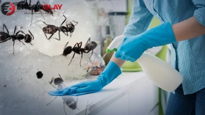 Karıncaların korkulu rüyası: Sadece iki malzeme ile hazırlanan tuzak tarifi