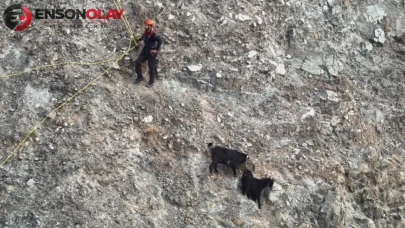Dağ yamacında mahsur kalan keçiler, 2 saatlik operasyonla kurtarıldılar