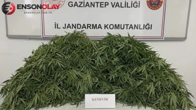Gaziantep'te uyuşturucu operasyonu : 116 kök kenevir ele geçirildi, 9 gözaltı