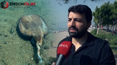Su altında balık mezarlığı: Antalya'da nesli tehlikedeki türleri para etmiyor diye ölüme terk ettiler