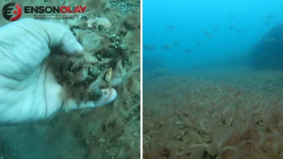 Antalya’da denizin dibini peltemsi tabaka kapladı: Neyin işareti?