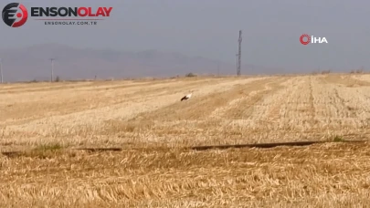 Göç yolundaki leylek elektrik akımına kapılan eşinin başında 5 gündür bekliyor