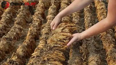Hatay'da tütün hasadı nasıl yapılıyor?
