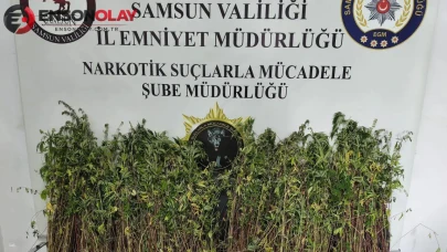 Samsun Bafra'da uyuşturucu operasyonu : Bin 655 kök kenevir ele geçirildi