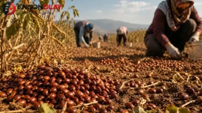 Çinliler peşini bırakmıyor! Hünnap meyvesi neden bu kadar değerli?