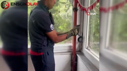 Hatay'da Pencere Aralığına Sıkışan Yılan Son Anda Kurtarıldı
