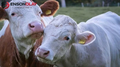 Yeşil et fiyatları neden bu kadar yükseliyor? Yeni araştırma ne diyor?