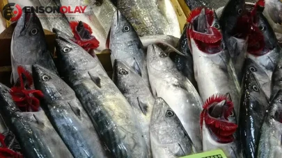 Sezonun ilk palamutları tezgahlarda : Fiyatları ne kadar oldu?