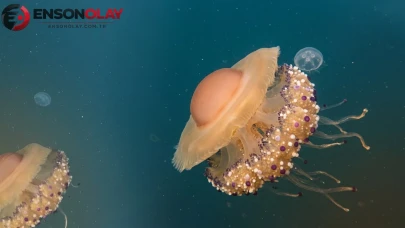 Marmara denizinde özgün bir konuk: Görenler sahanda yumurtaya benzetti