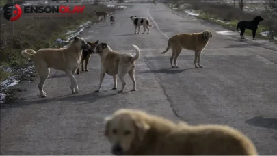 81 ilde sokak köpeği denetimi başlıyor ! Müfettişler eylül boyunca sahada