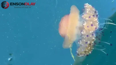 Marmara Denizi'nde şaşırtan görüntü : 'Sahanda yumurta denizanası' görüldü