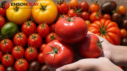 Tarladan sofraya yeni yöntem: Ayaş domatesini vatandaş kendi topluyor