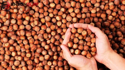 Fındık fiyatlarında TMO ile piyasa arasındaki fark ne kadar?
