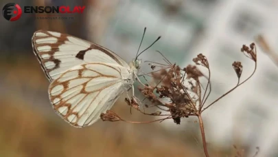 Bitlis'te yeni bir kelebek türü keşfedildi : Beyaz öncü kelebeği nedir?