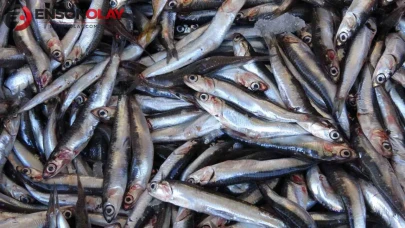Balık fiyatları düştü : Palamut 90 TL, istavrit 100 TL, hamsi 150 TL