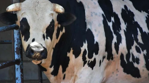 Antalya'da Kurban Bayramı'nda 2025 Yılı Kurbanlık Fiyatları Belli Oldu!