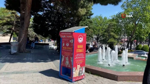 Mama yemek isteyen martılardan kedi taklidi