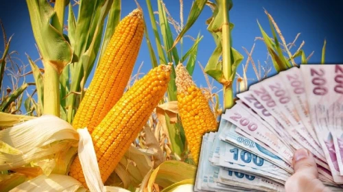 Türkiye'nin Tarım ve Orman Bakanlığı'na bağlı Tarım Satış Kooperatifleri'nin (TMO) yaptığı açıklamaya göre, üreticileri sevindirecek bir haber geldi. TMO, 206 bin ton ürünü 10 bin 800 TL fiyatından satışa sunacak.
