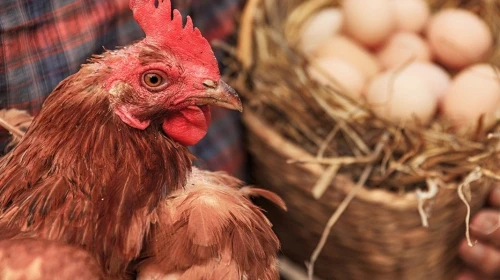 Tavuk eti üretiminde rekor artış, yumurta üretiminde sert düşüş