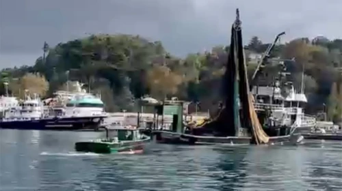 İstanbul Boğazı'nda 'balık soykırımı' görüntüleri