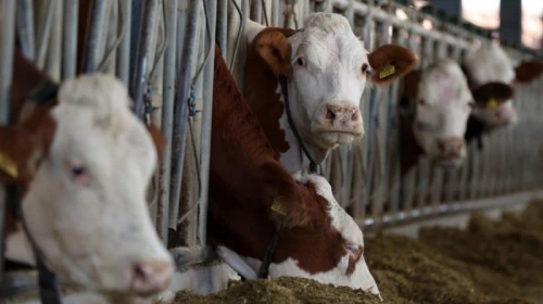 Türkiye'de Deli Dana Hastalığı Yayılma Endişesi Artıyor mu?