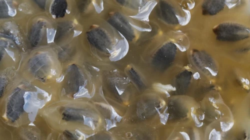 Sağlık İçin Şaşırtıcı Bir Güce Sahip Olan Bu Meyveyi Mutlaka Deneyin: Kalbi Koruyor ve Kan Şekerini Dengeliyor!