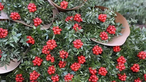 Yılbaşı çiçeği kokina fiyatları yükseldi, vatandaşları endişelendiriyor